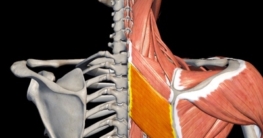 Musculus rhomboideus major - zwischen Schulterblatt und Wirbelsäule