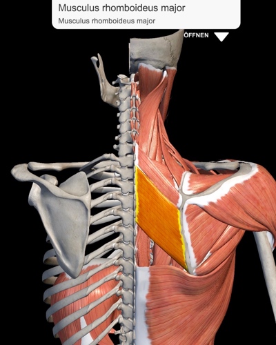 Musculus rhomboideus major - zwischen Schulterblatt und Wirbelsäule