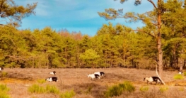 Ziegen im Wildpferdgehege Tennenloher-Forst