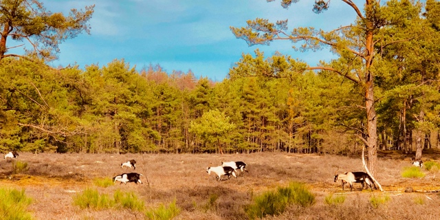 Ziegen im Wildpferdgehege Tennenloher-Forst